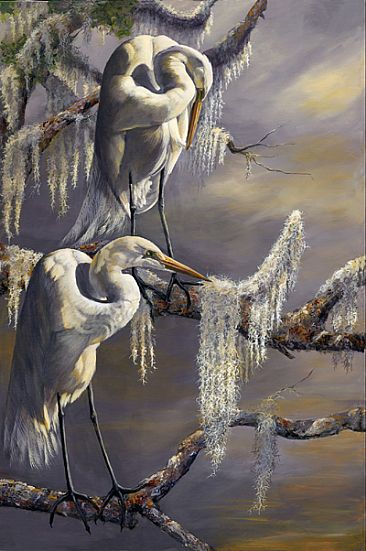 Great White Heron - White Heron and Moss in tree by Taylor White