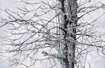 January Blue Bird - Blue Bird in Blackgum tree by Taylor White