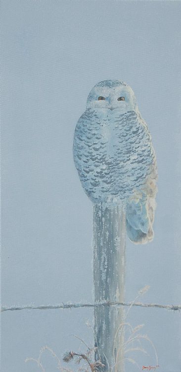 First Frost and Snowy - Snowy Owl by Jason Kamin