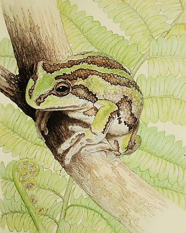 Poised SOLD - Alpine Tree Frog (Litoria verreauxii alpina) by Laura Grogan
