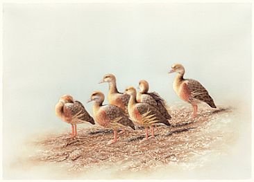 Plumed Whistling Ducks SOLD - Plumed Whistling Ducks (Dendrocygna eytoni) by Laura Grogan
