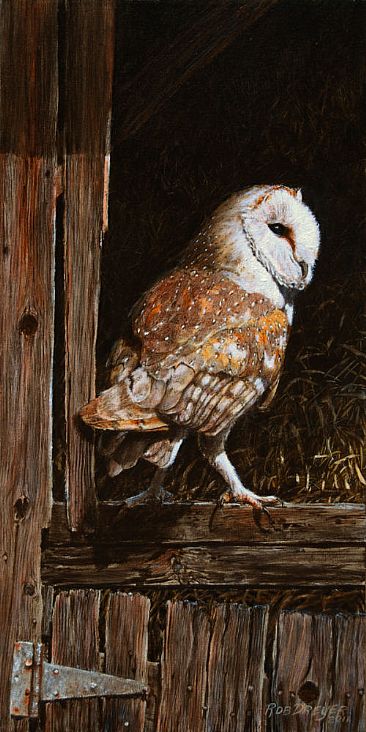 Barn owl in the old barn - Portrait of a Barn Owl by Rob Dreyer