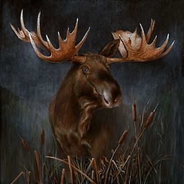 Moose in the Mist - Lifesize portrait of a bull moose by Rob Dreyer