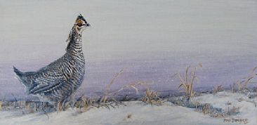 Plum Skies on the Prairie  - Portrait of a Prairie Chicken by Rob Dreyer