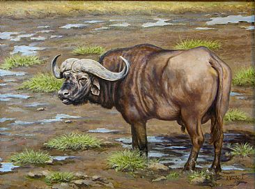 Cape Buffalo - Afrian wild life by Werner Rentsch