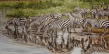 Zebras at water hole - Afrian wild life by Werner Rentsch