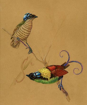 Wilson's Bird of Paradise - Wilson's Bird of Paradise by Pat Latas