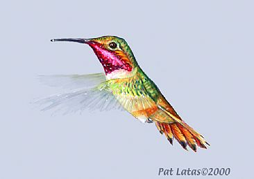 Allen's Hummingbird - Allen's Hummingbird by Pat Latas