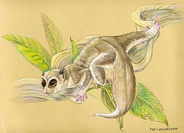 Dwarf Lemur - Dwarf Lemur by Pat Latas