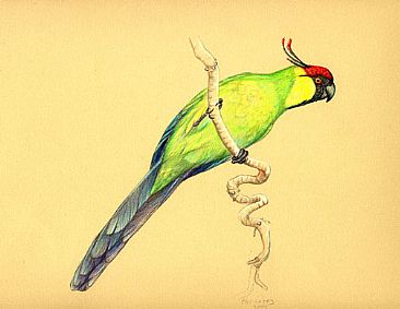 Horned Parakeet - Horned Parakeet by Pat Latas