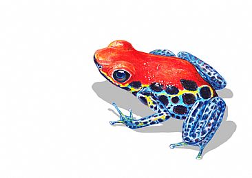 Poison Dart Frog - Dendrobates reticulatus by Pat Latas