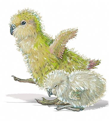 Kakapo Chicks - Two nestling Kakapo chicks by Pat Latas