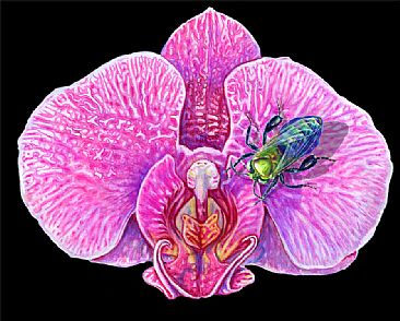 Orchid and Orchid Bee -  by Pat Latas