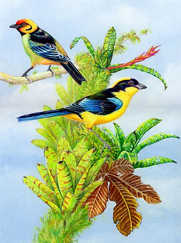 South American Tanagers - Blue-winged Mountain Tanager and Flame-faced Tanager by Pat Latas