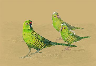 Western Ground Parrot and Chick - Western Ground Parrot and Chick by Pat Latas