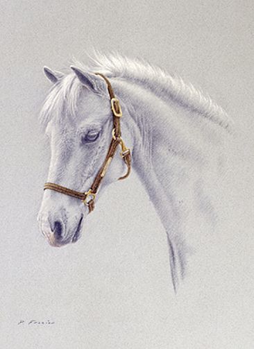 Drawing of a Horse - Equine by Phyllis Frazier
