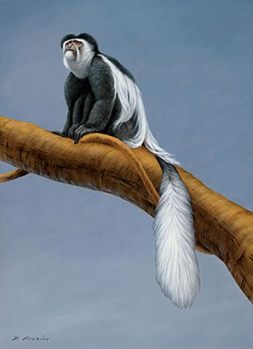 Beyond the Canopy - Colobus Monkey - Wildlife by Phyllis Frazier