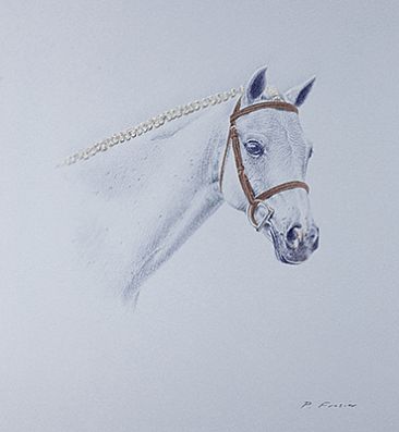 Portrait of "George", Horse  - Equine by Phyllis Frazier