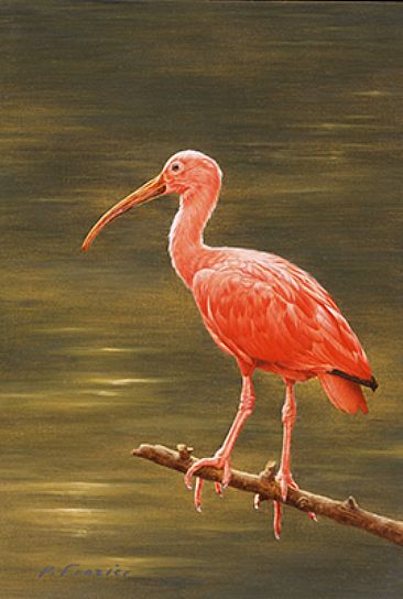 Still Waters - Scarlet Ibis - Birds by Phyllis Frazier