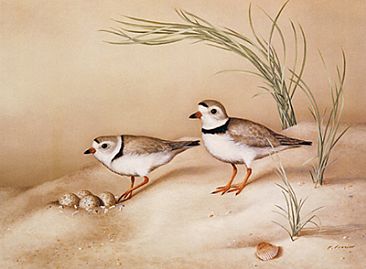 Into the Light - Piping Plovers - Birds by Phyllis Frazier