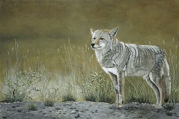 Roadside Warrior - Coyote by Patricia Mansell
