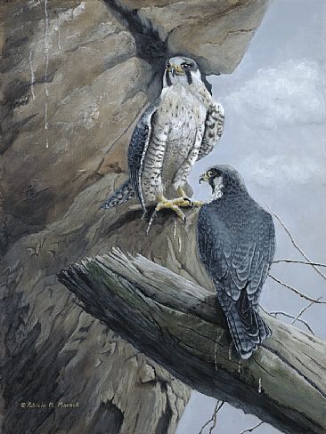 Falcon Ridge - Perigrine Falcons by Patricia Mansell