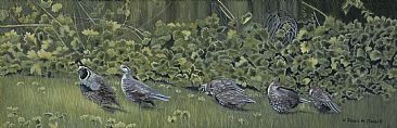 Pecking Order - California Quail by Patricia Mansell