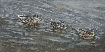 Sailing the Shallows - Mallard Ducks by Patricia Mansell