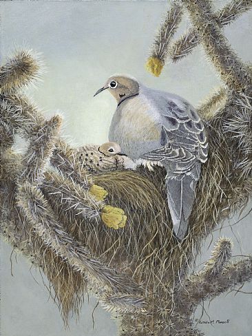 Desert Blooms - Nesting Mourning Dove and chick by Patricia Mansell
