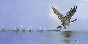 Taking Flight - Canada Goose by Patricia Mansell