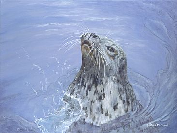 Out of the Blue - Harbour Seal by Patricia Mansell