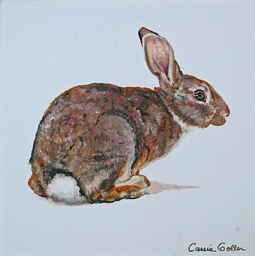 Boris - Rabbitt by Carrie Goller