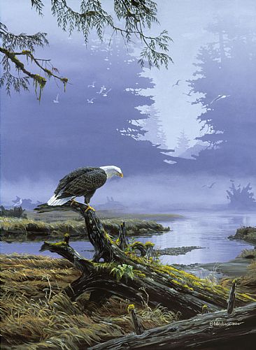 Bald Eagle: On Closer Inspection -  by Mark Hobson