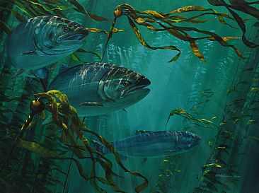 Coho Salmon: Patrolling the Kelp Bed -  by Mark Hobson