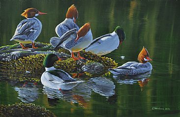 Common Mergansers: Fixing Feathers -  by Mark Hobson