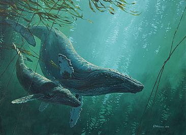 Humpbacks: Cow and Calf in the Kelp -  by Mark Hobson