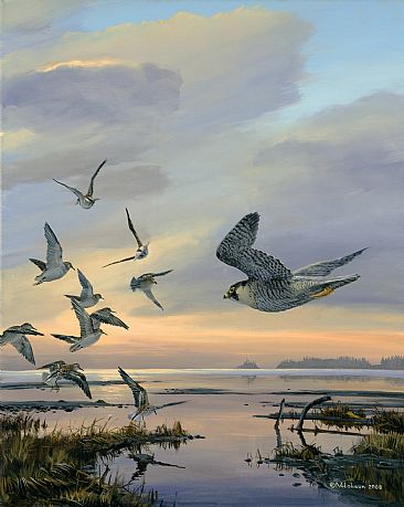 Peregrine and Sandpipers: Sudden Change in Direction -  by Mark Hobson