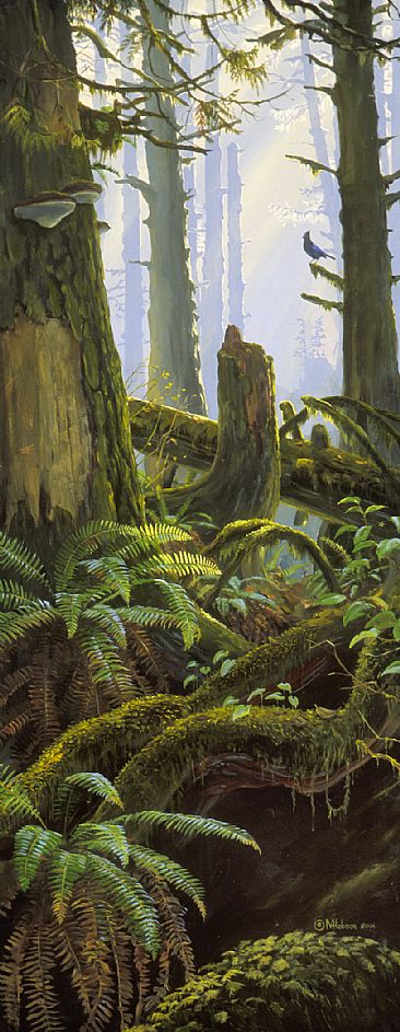 Steller's Jay in Rainforest -  by Mark Hobson