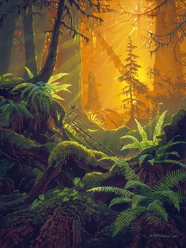 Winter Wren: Singing in the Rainforest -  by Mark Hobson
