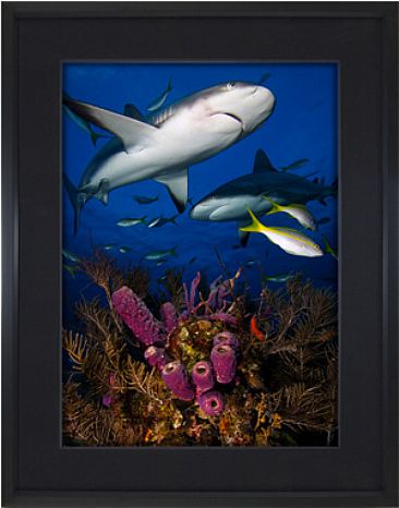 Caribbean Reef Shark  -  by  Wyland