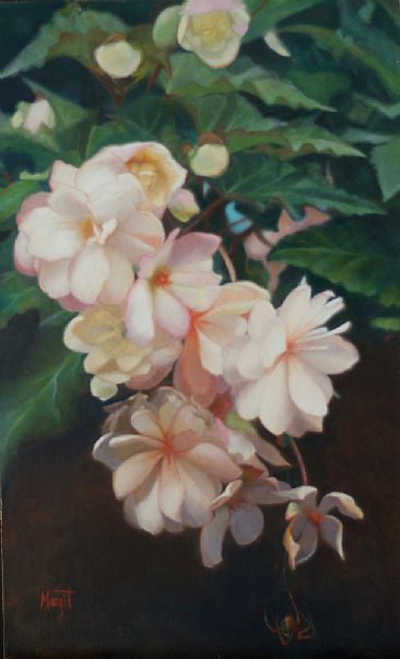 begonia cascade  - floral  by Margit Sampogna