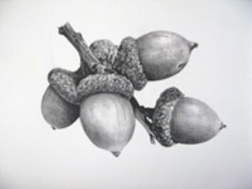 acorns in graphite - plant material  by Margit Sampogna