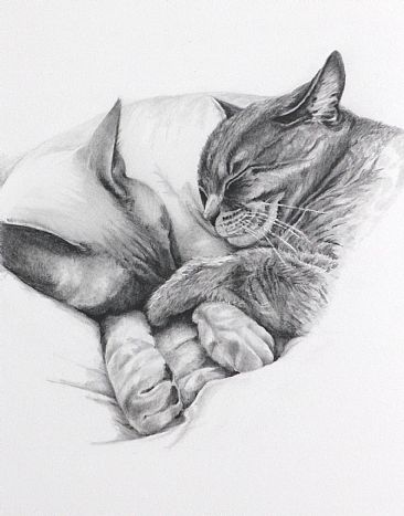 catching some shut eye - graphite - cats by Margit Sampogna
