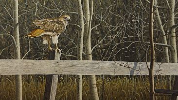 Red Tailed Hawk -  by Joseph Koensgen