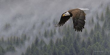 Take Flight - Bald Eagle by Joseph Koensgen