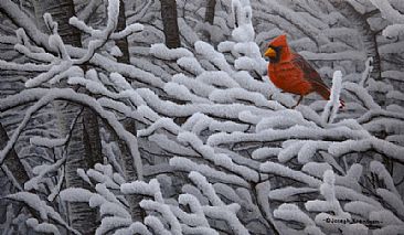 Northern Cardinal - Northern Cardinal by Joseph Koensgen