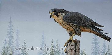 Peregrine Falcon - Peregrine Falcon by Valerie Rogers