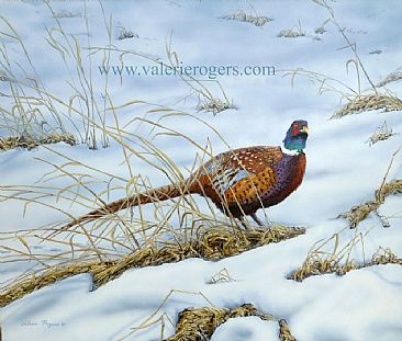 Winter Walking - ringed necked pheasant by Valerie Rogers