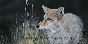 Canoe Creek Coyote - Coyote by Valerie Rogers