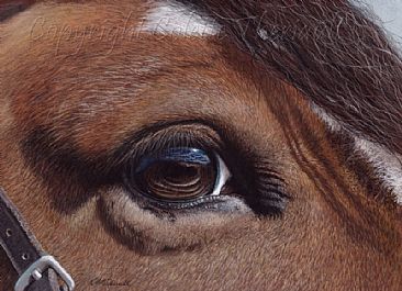 Her Soft Gaze - horse eye reflection-equine art by Colette Theriault